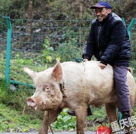 新澳门精准免费大全和9岁男孩骑猪上学与9岁男孩骑猪上学怎么办