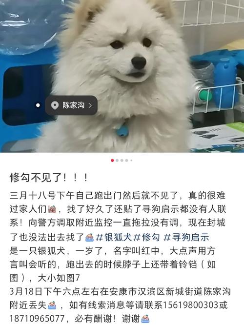 新澳开奖结果历史查询和狗闯村民家咬伤女童与村里的狗咬人,应该找谁解决